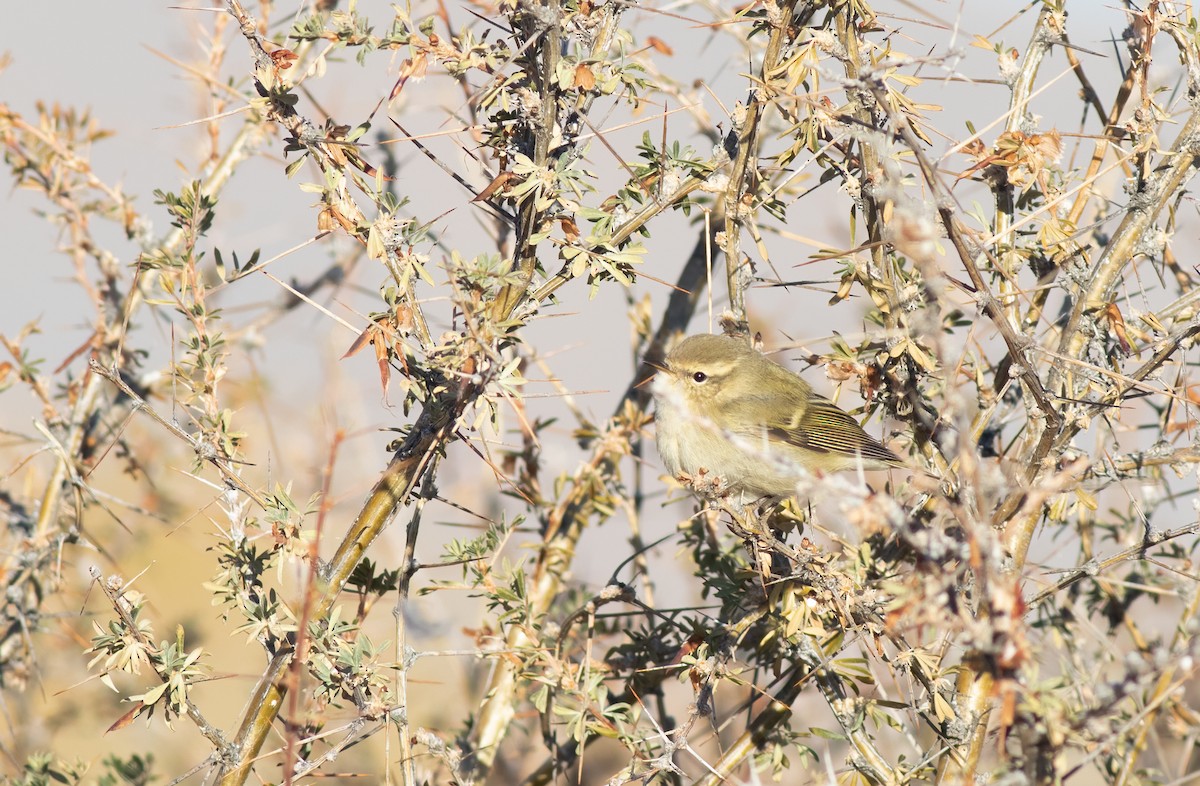 Hume's Warbler - ML528377481