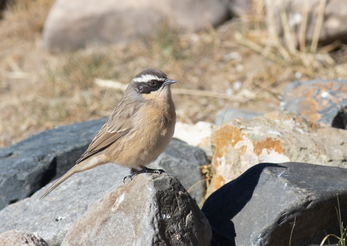 Brown Accentor - ML528377921
