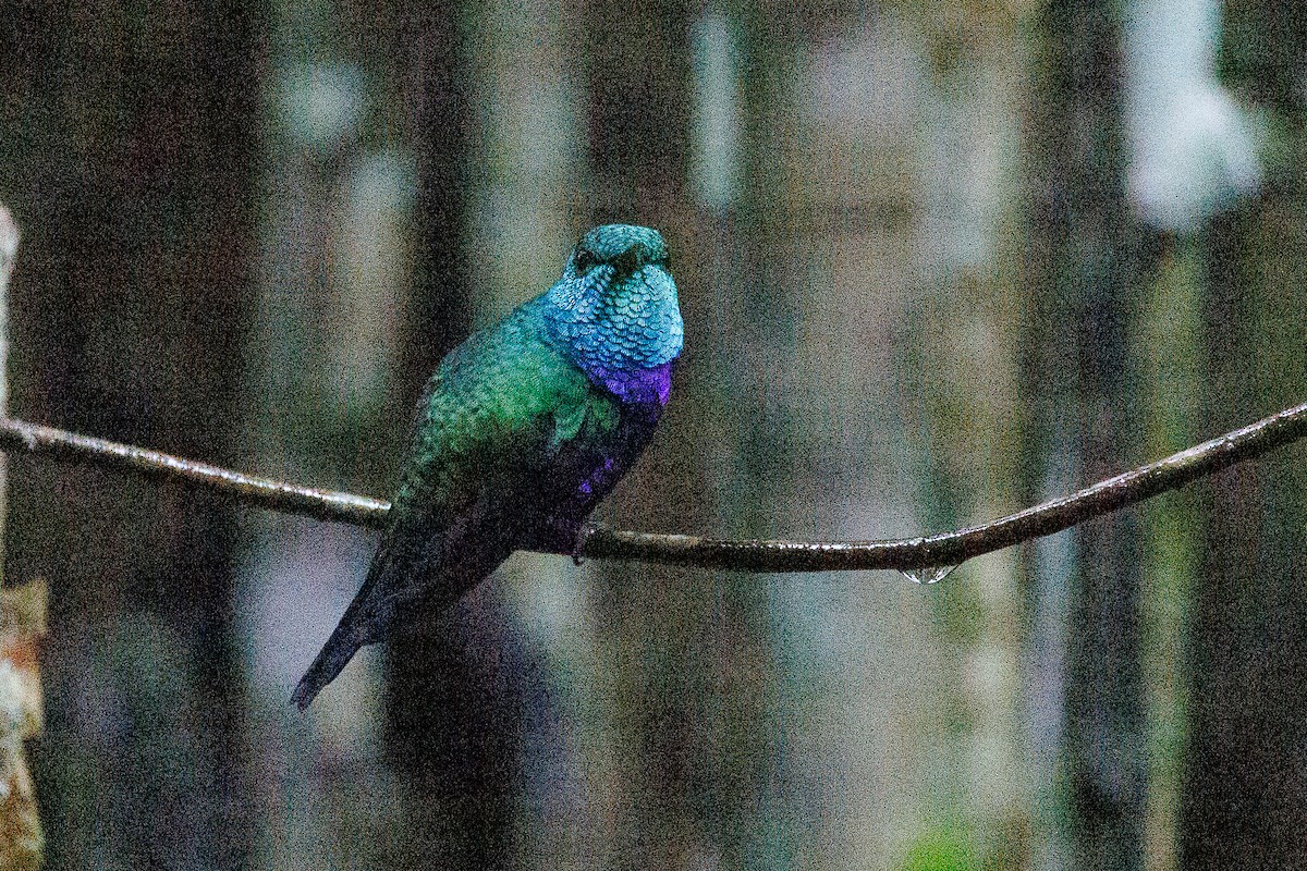 Violet-bellied Hummingbird - ML528377961