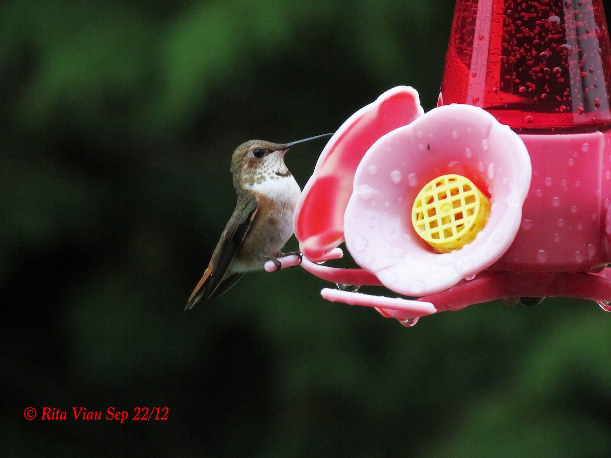 Rufous Hummingbird - Rita Viau
