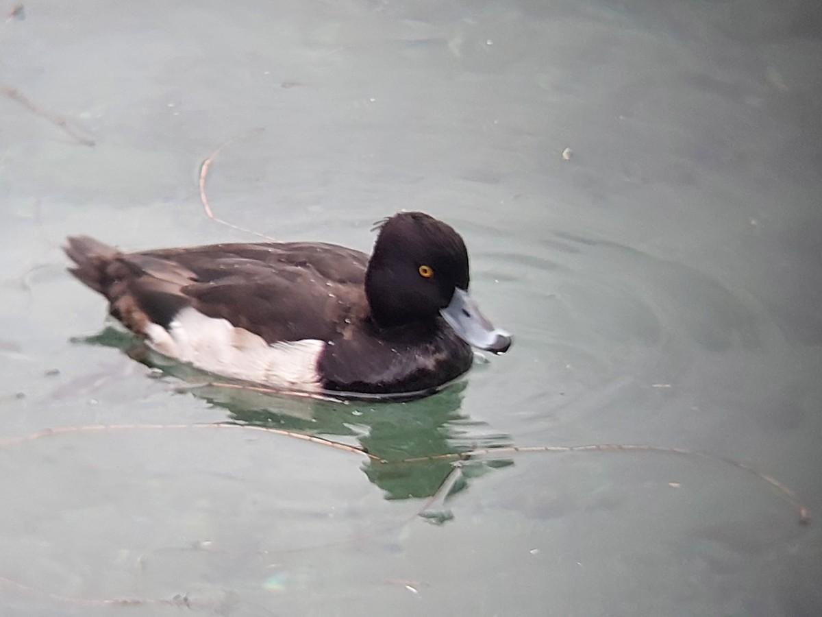 Tufted Duck - ML528383151