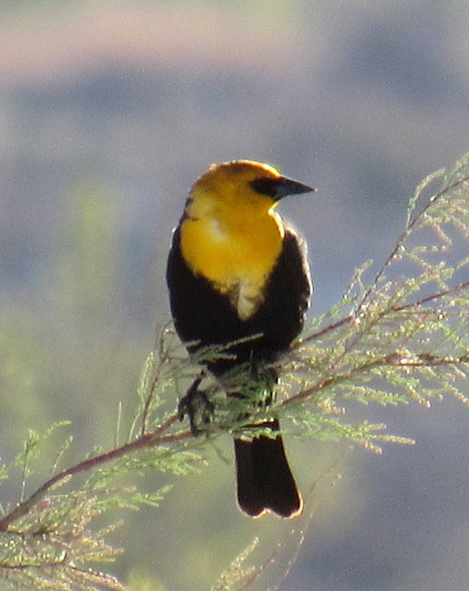 Yellow-headed Blackbird - Wendy McCrady