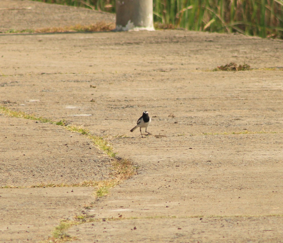White-browed Wagtail - ML528384041