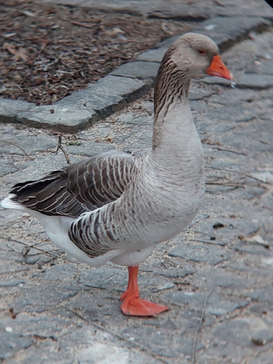 Graylag Goose (Domestic type) - ML528384351
