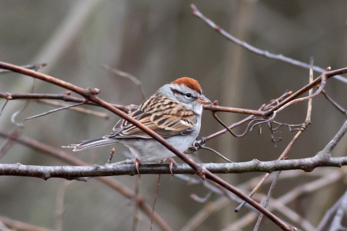 Chipping Sparrow - ML528387241