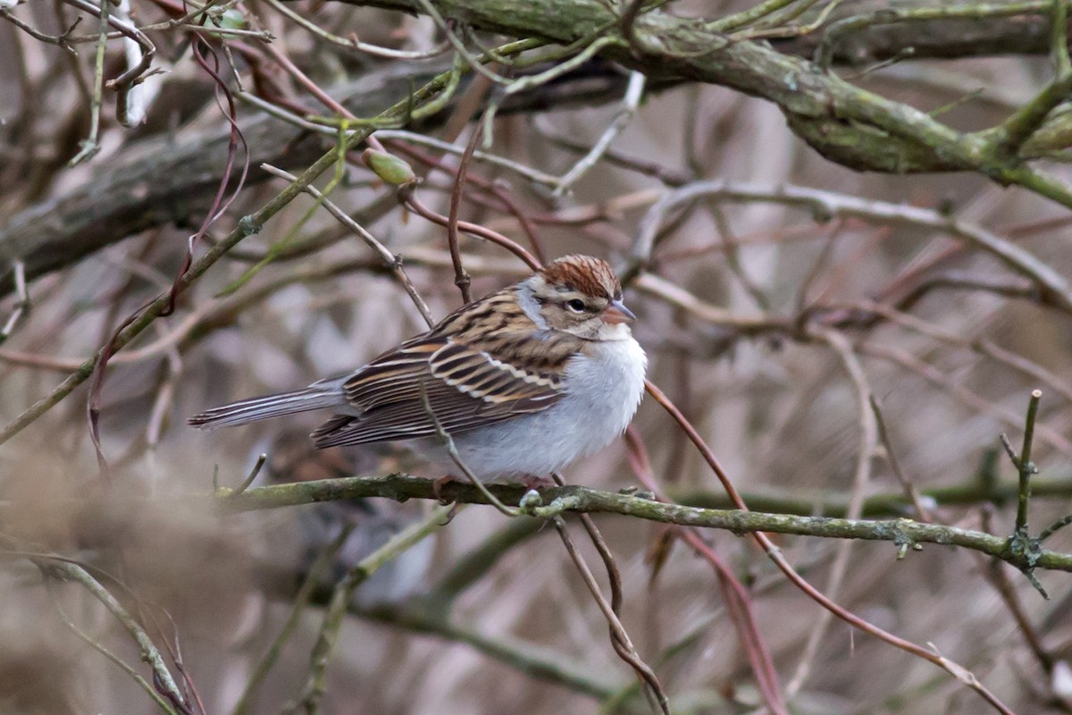 Chipping Sparrow - ML528387291