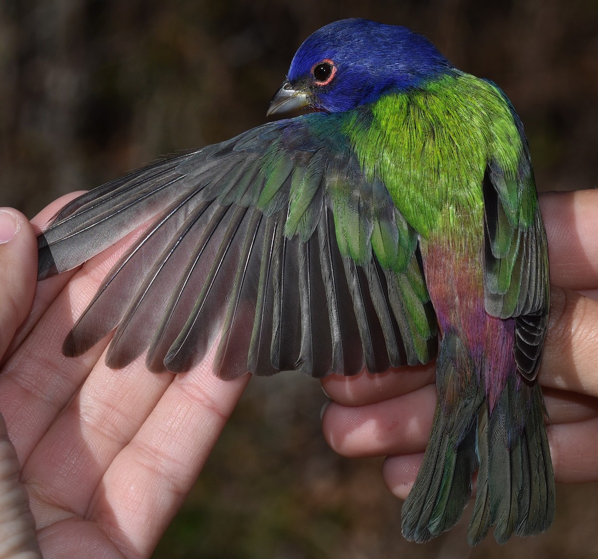 Painted Bunting - ML528391401