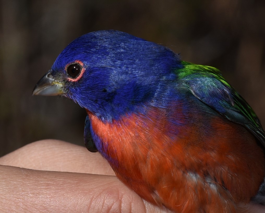 Painted Bunting - ML528391411
