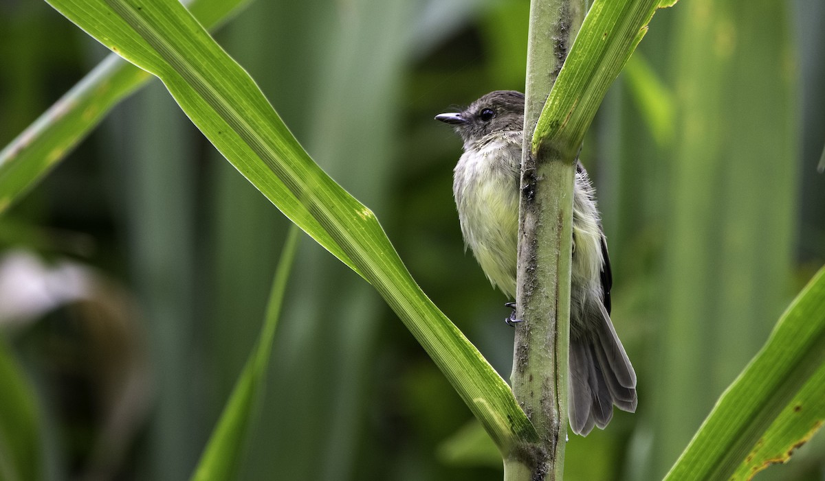 Olive-chested Flycatcher - ML528393561
