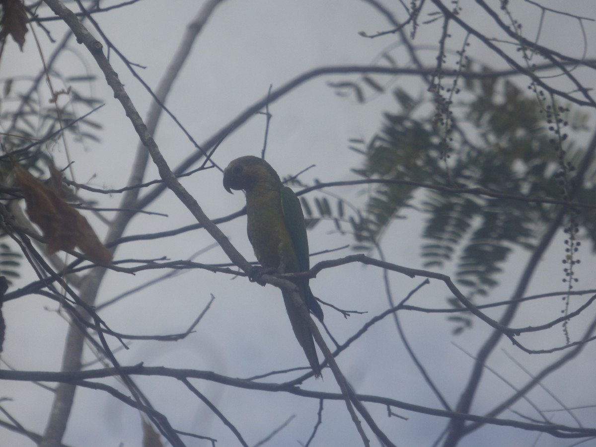 Brown-throated Parakeet - ML528397621