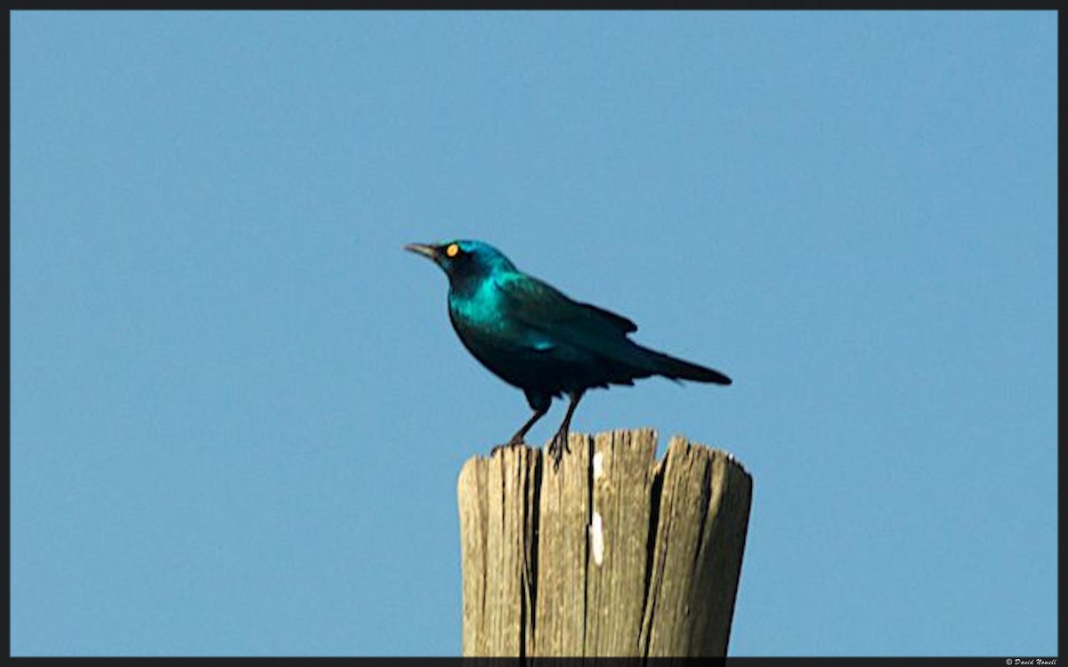 Greater Blue-eared Starling - ML528401031