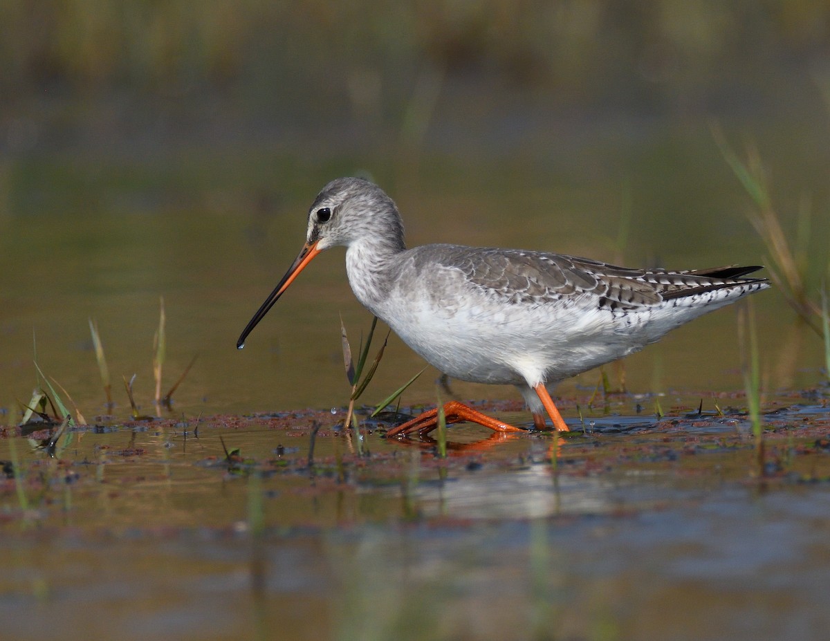 Spotted Redshank - ML528402571