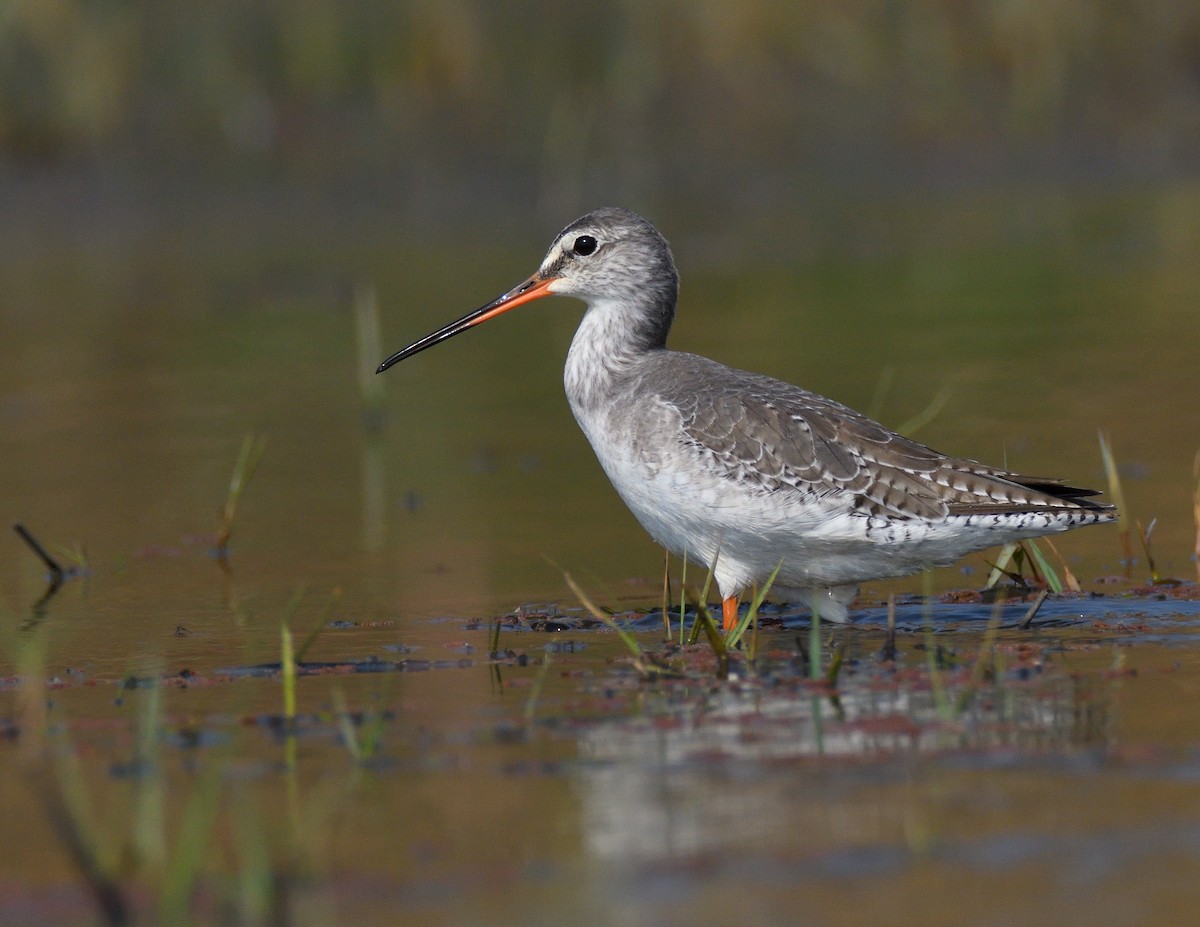 Spotted Redshank - ML528402621