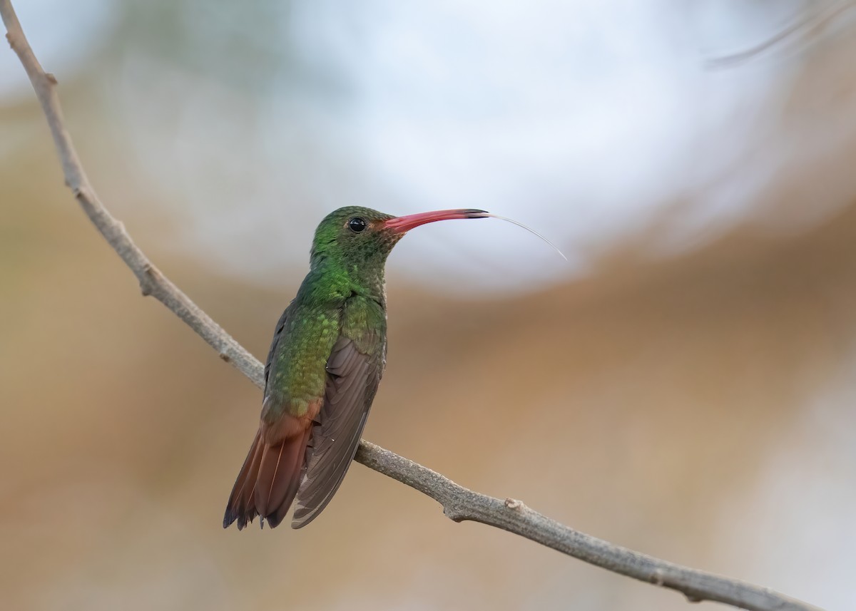 Rufous-tailed Hummingbird - Andre Moncrieff