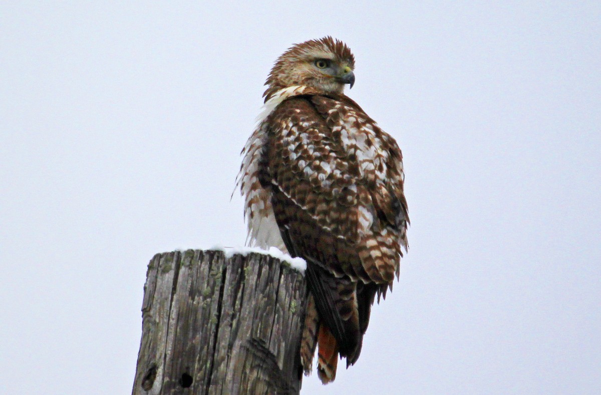 Red-tailed Hawk (borealis) - ML528405621