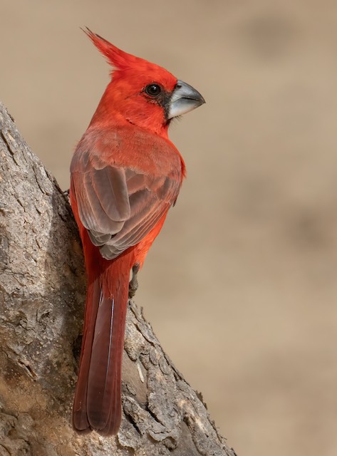 Definitive Basic Male Vermilion Cardinal. - Vermilion Cardinal - 