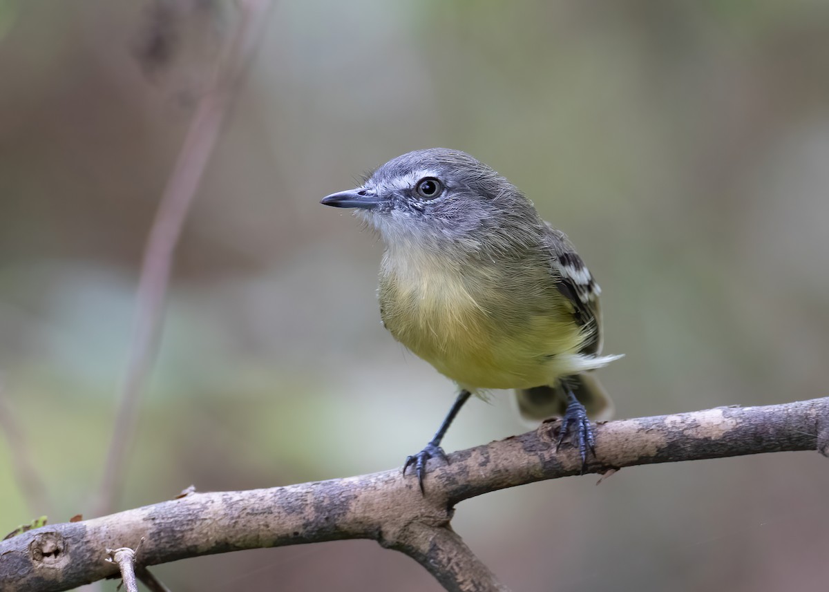 Pale-tipped Tyrannulet - ML528412681