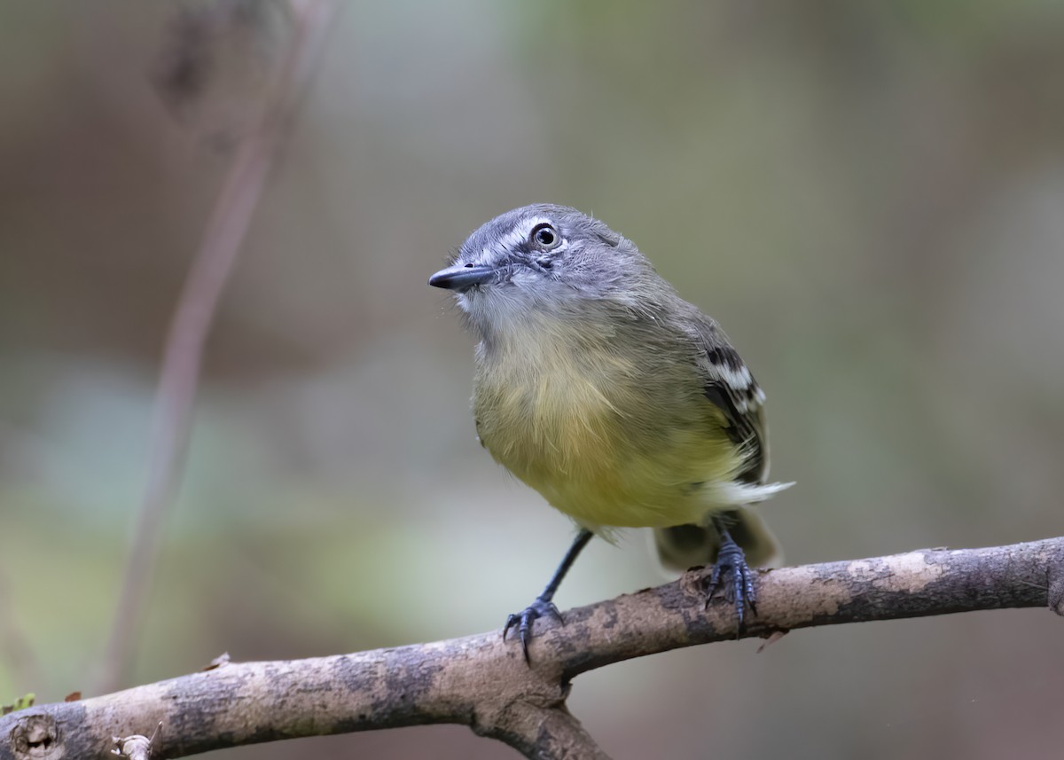 Pale-tipped Tyrannulet - ML528412691