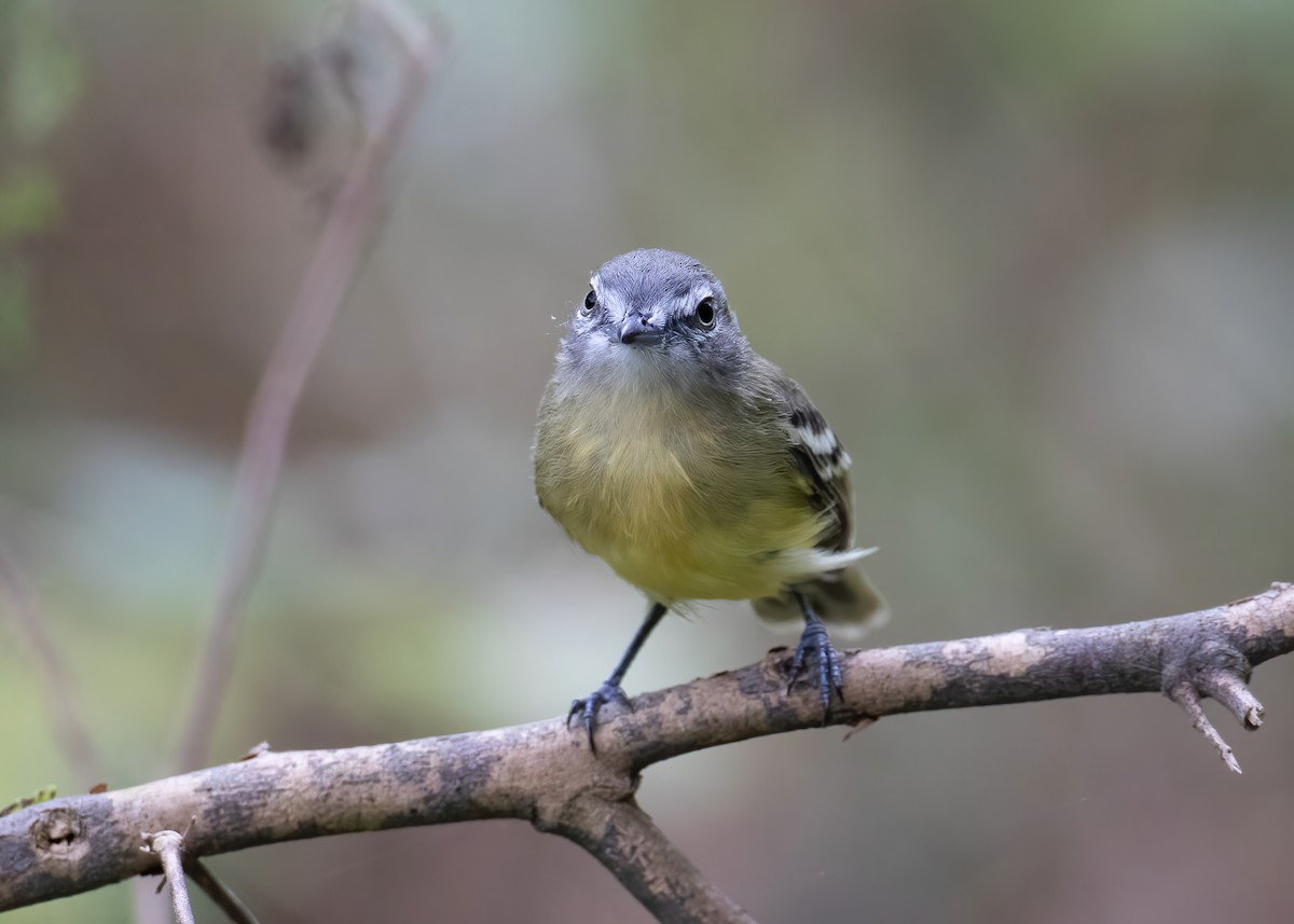 Pale-tipped Tyrannulet - Andre Moncrieff