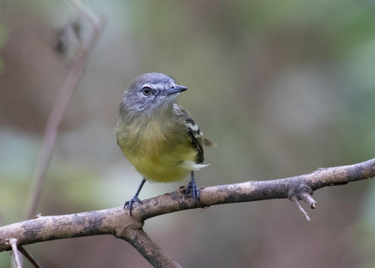 Pale-tipped Tyrannulet - ML528412711