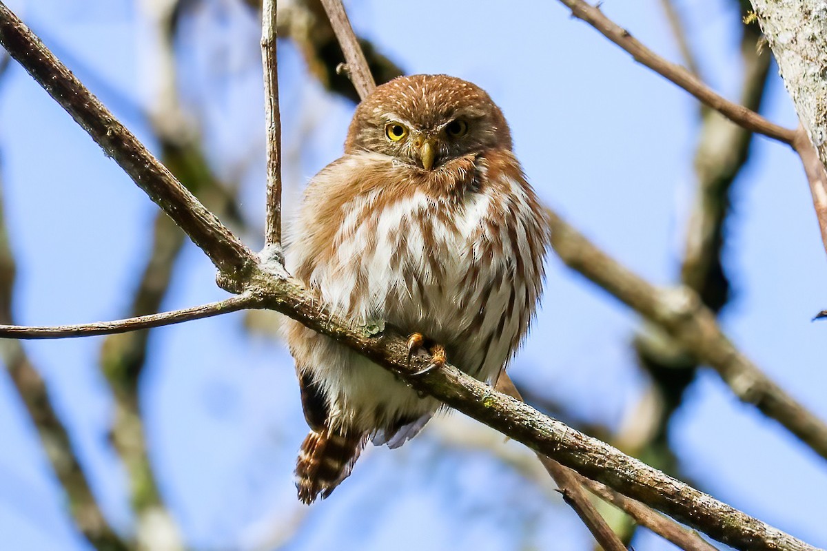 Ferruginous Pygmy-Owl - Jose Abelardo Sanchez