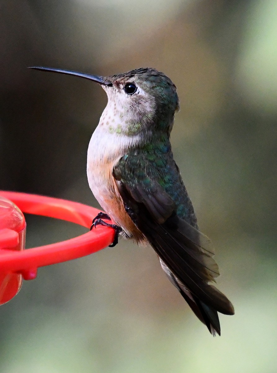 Broad-tailed Hummingbird - ML528413881