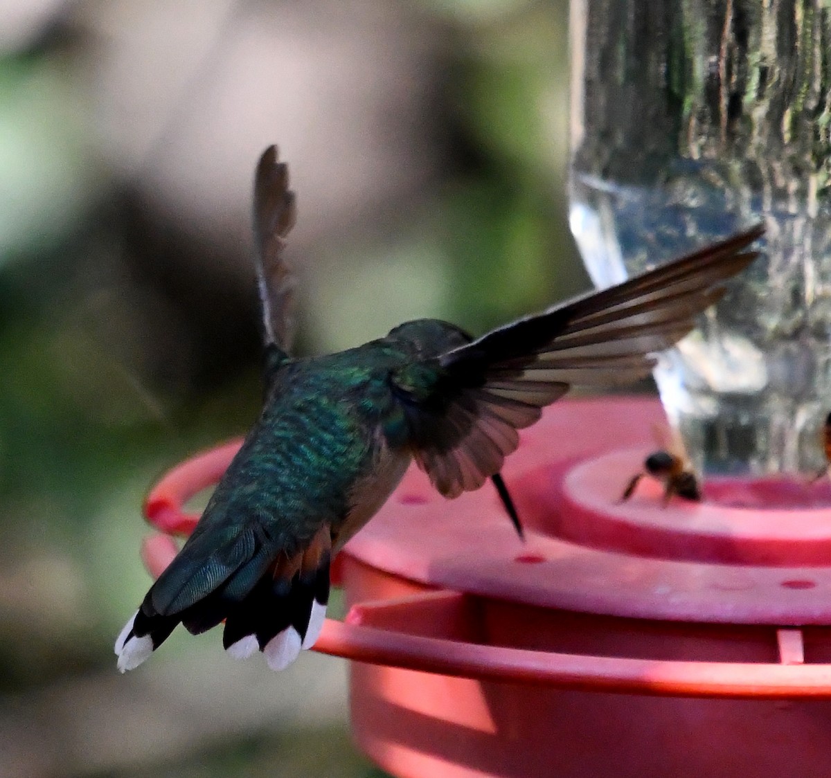 Broad-tailed Hummingbird - ML528413961
