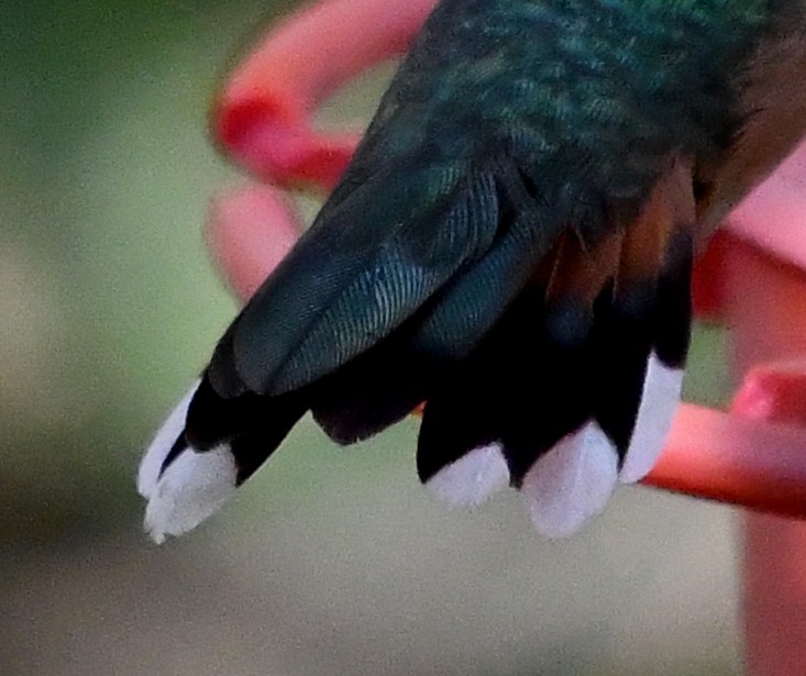 Broad-tailed Hummingbird - ML528414001