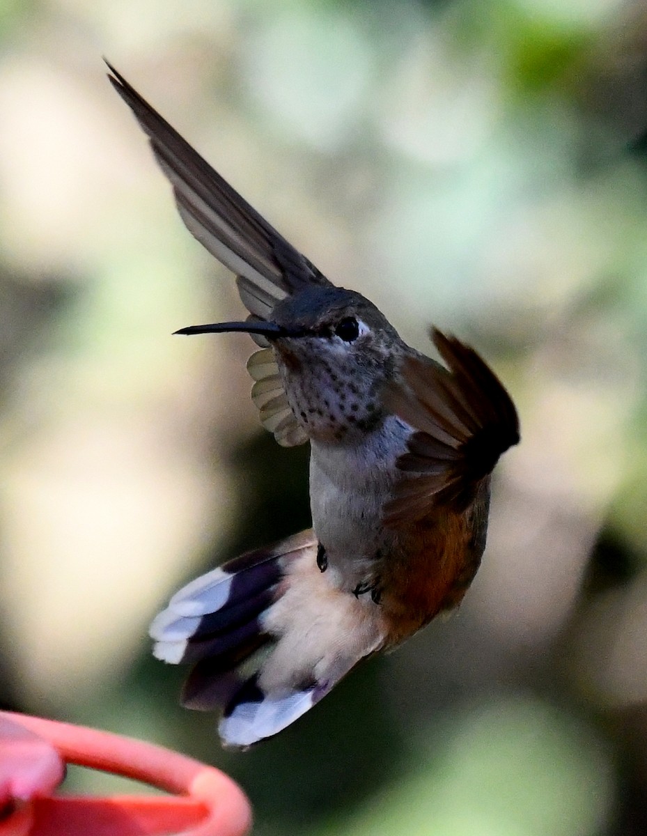 Broad-tailed Hummingbird - ML528414031