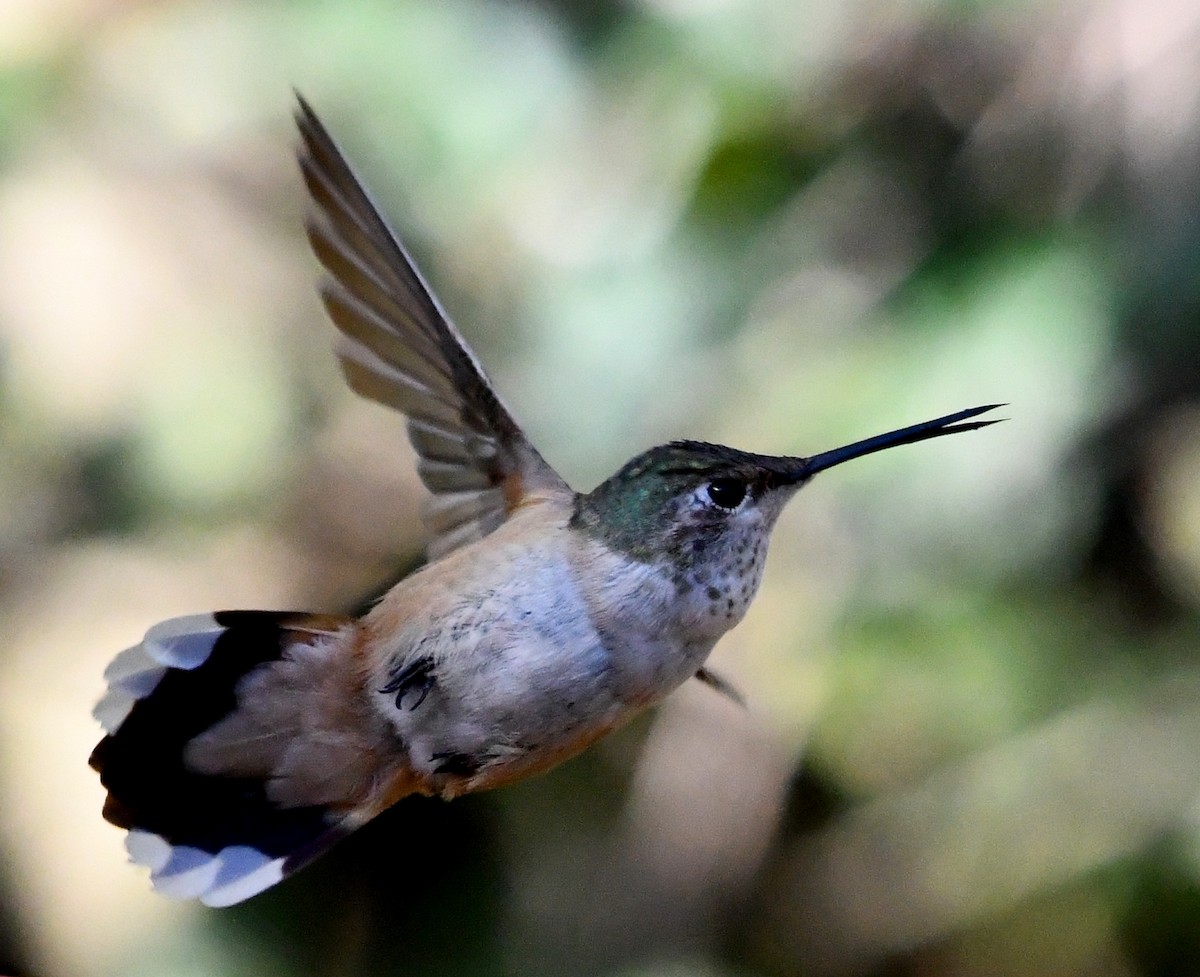 Broad-tailed Hummingbird - ML528414111