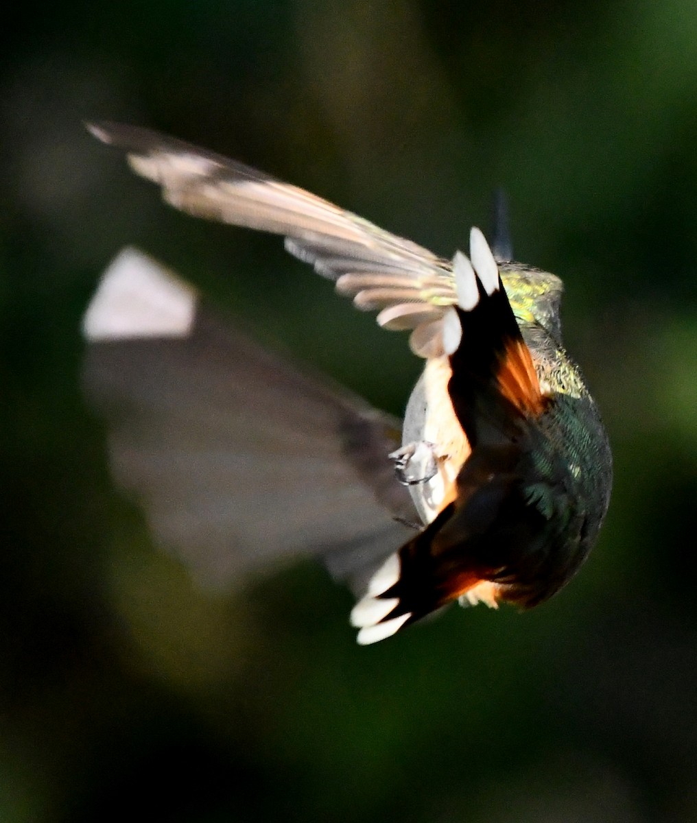 Broad-tailed Hummingbird - Tom Unsicker