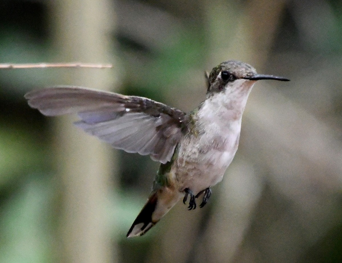 Black-chinned Hummingbird - Tom Unsicker
