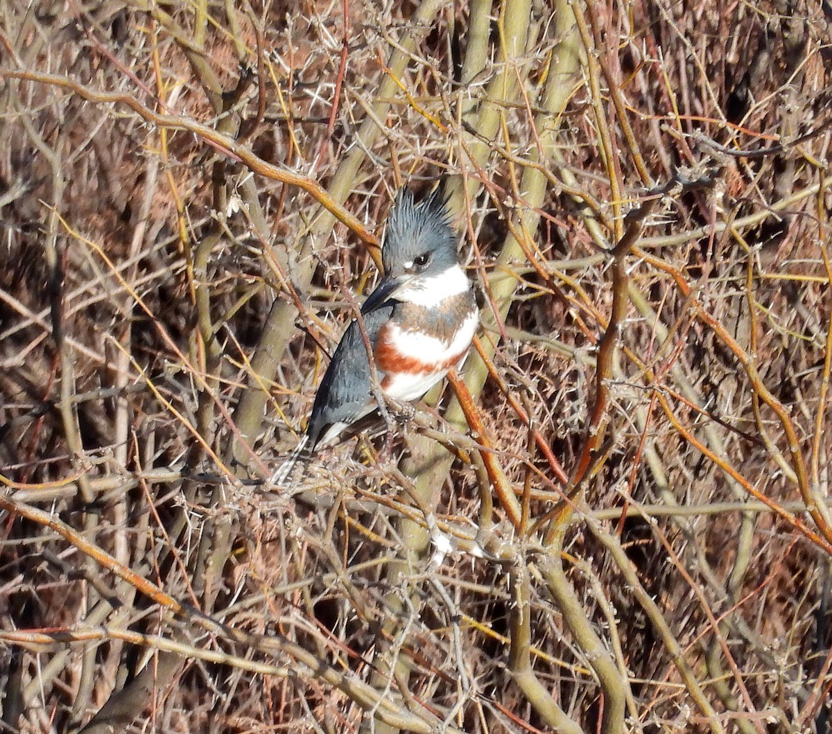 Belted Kingfisher - ML528420981
