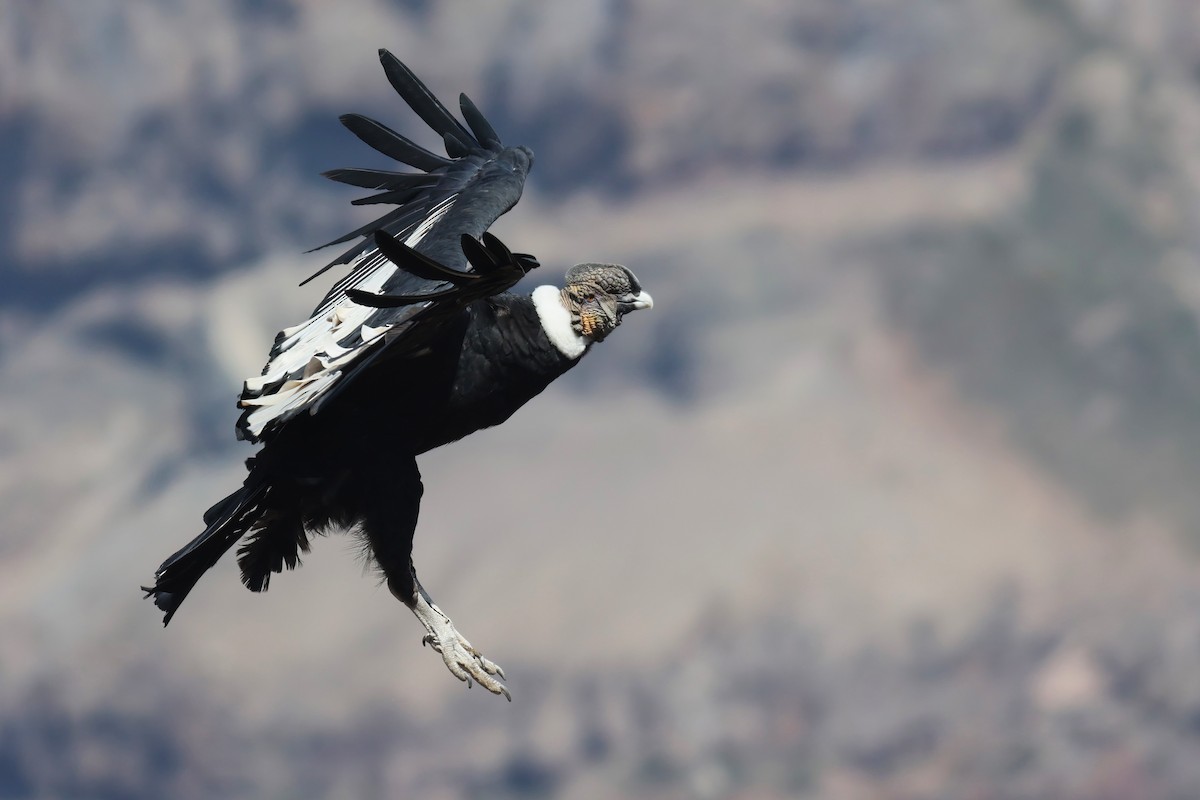 Andean Condor - ML528421821