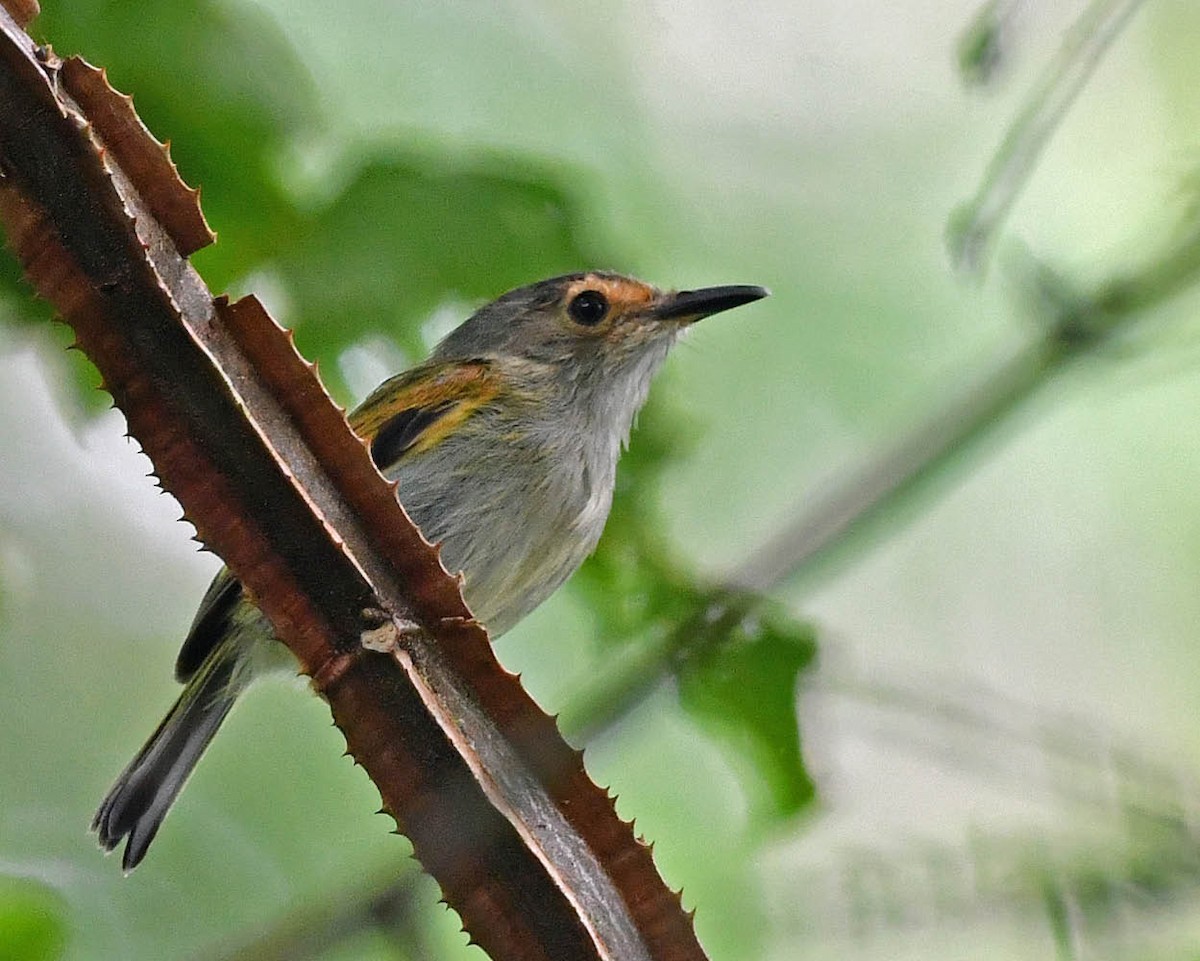 Rusty-fronted Tody-Flycatcher - ML528426841