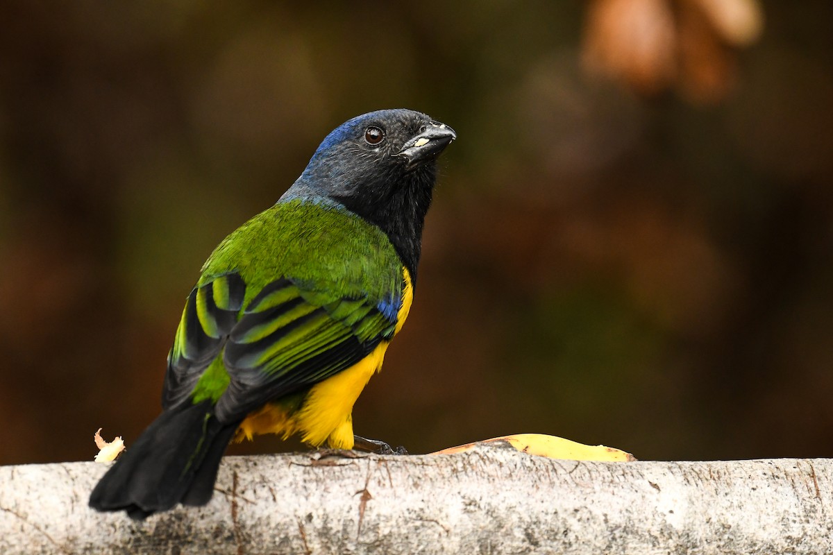 Black-chested Mountain Tanager - ML528427861