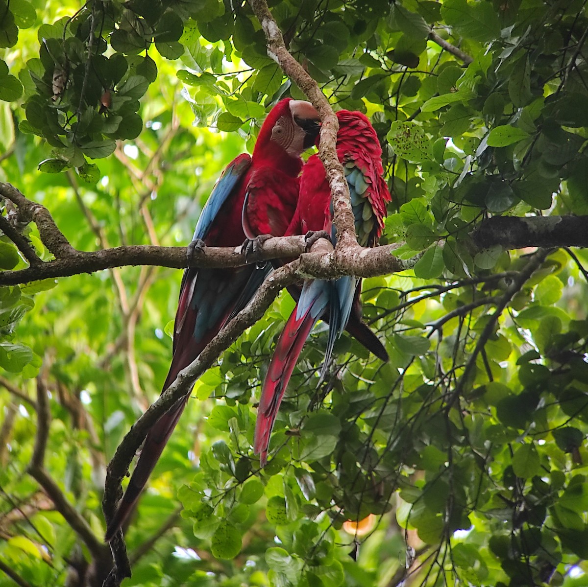 Red-and-green Macaw - ML528427931