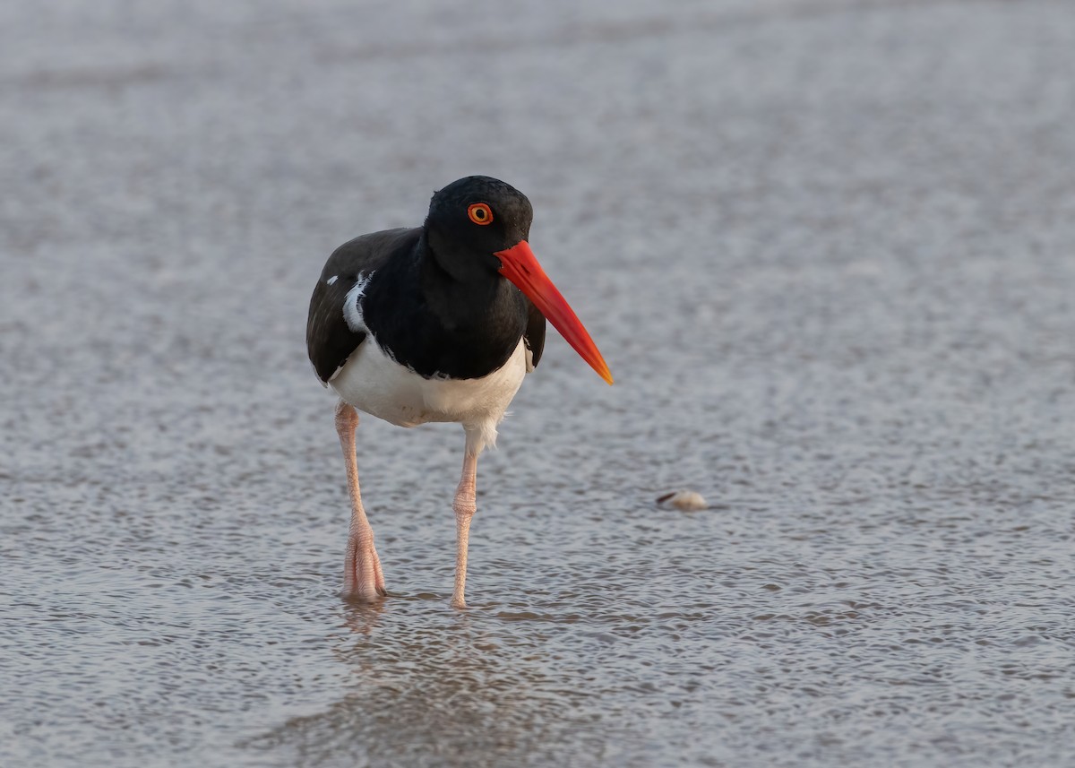 American Oystercatcher - Andre Moncrieff
