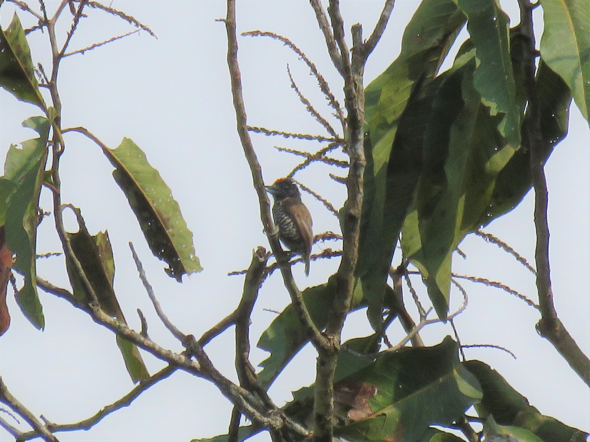 White-barred Piculet - Blaise RAYMOND