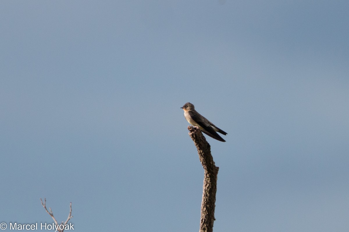 Southern Rough-winged Swallow - ML528438381