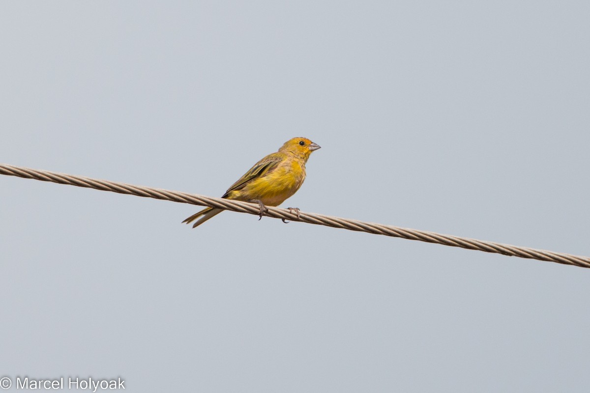 Stripe-tailed Yellow-Finch - ML528439041