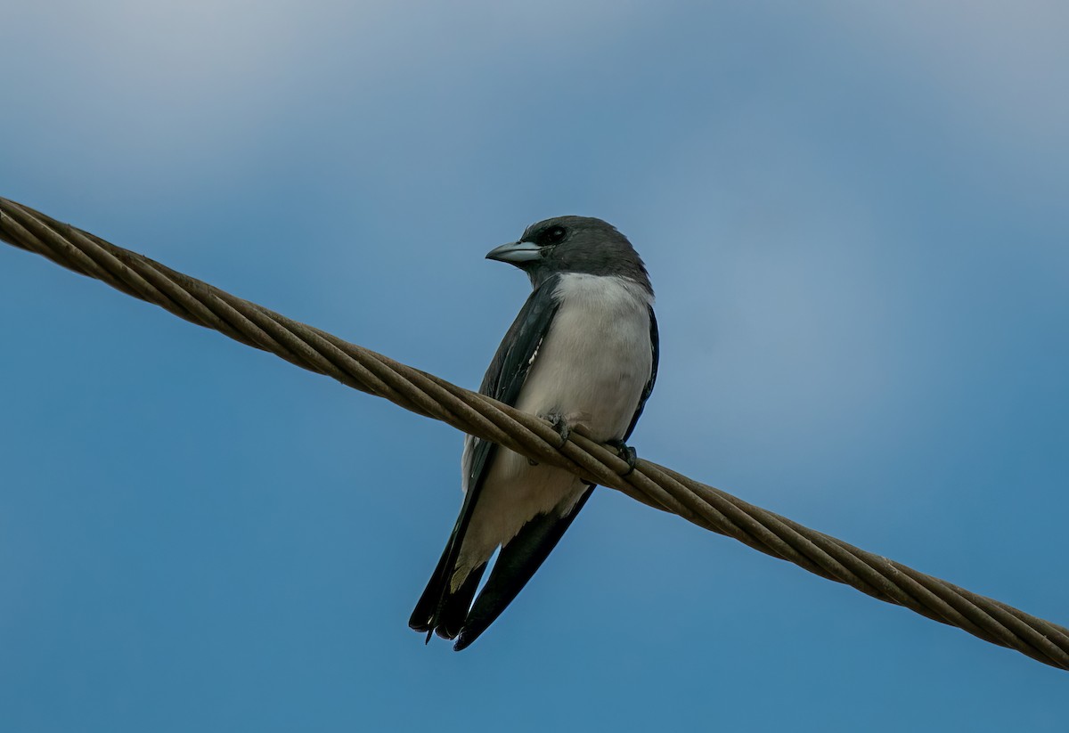 White-breasted Woodswallow - ML528440571
