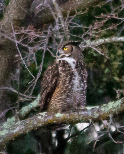 Great Horned Owl - ML528441041