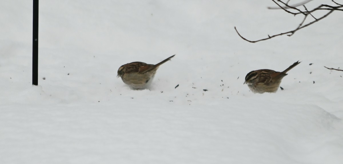 White-throated Sparrow - Chantale Girard