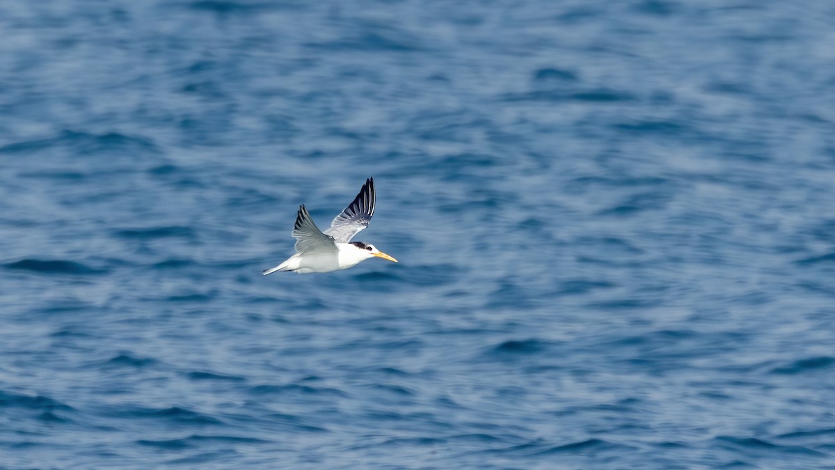 Lesser Crested Tern - ML528446791