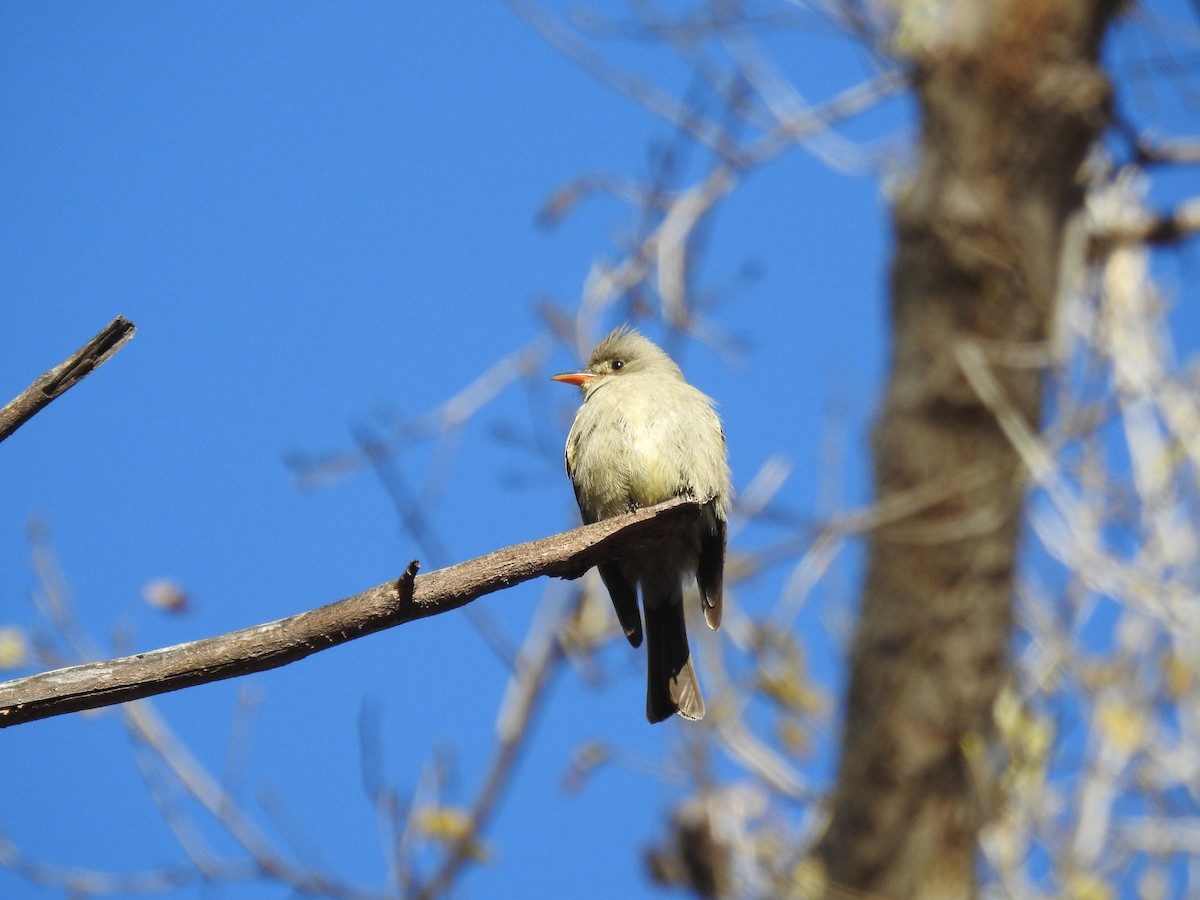Greater Pewee - ML528447291