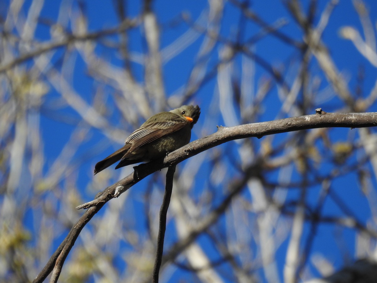 Greater Pewee - ML528447381