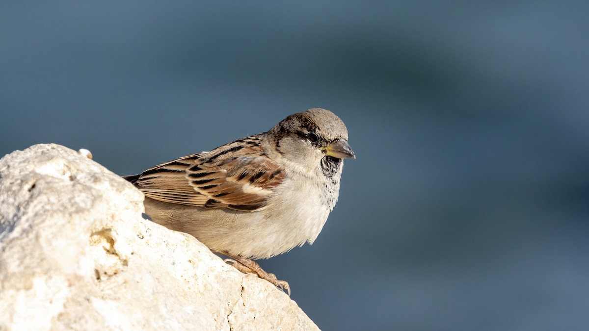 House Sparrow - ML528449071
