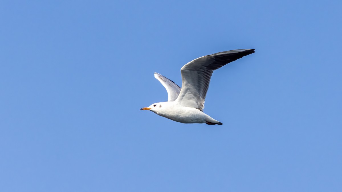 Mouette rieuse - ML528449941