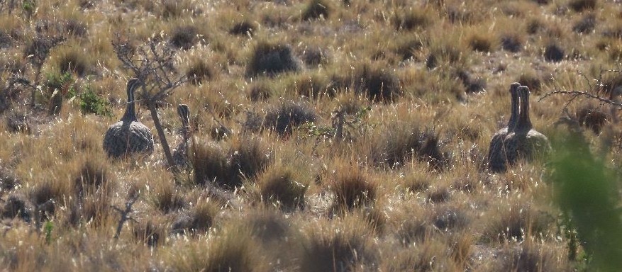 Tinamou de Patagonie - ML528451031